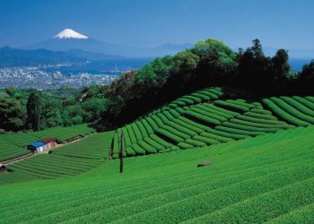 日本靜岡縣牧之原市市長宣佈將Oyori地區列作IR候選發展場地