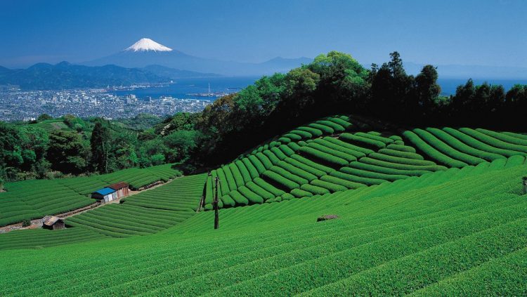 日本靜岡縣牧之原市市長宣佈將Oyori地區列作IR候選發展場地