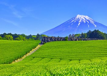 靜岡牧之原市退出日本IR爭奪戰