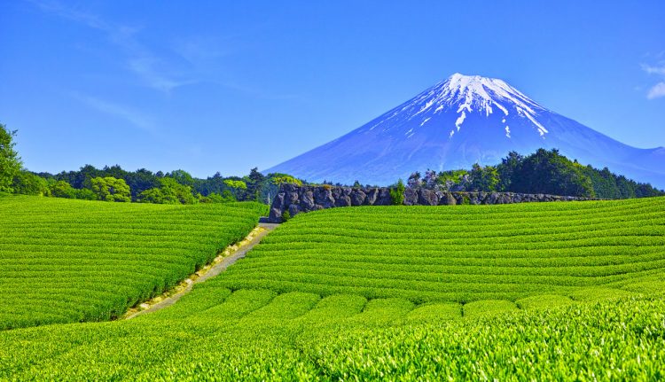 靜岡牧之原市退出日本IR爭奪戰