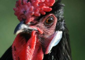 監管首四個月  PAGCOR從在線鬥雞博彩業務獲得2000 萬美元