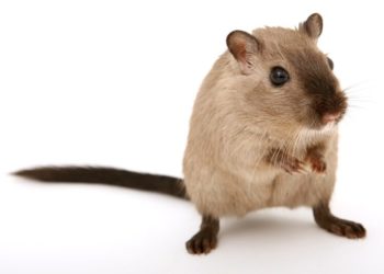 香港恢復倉鼠進口